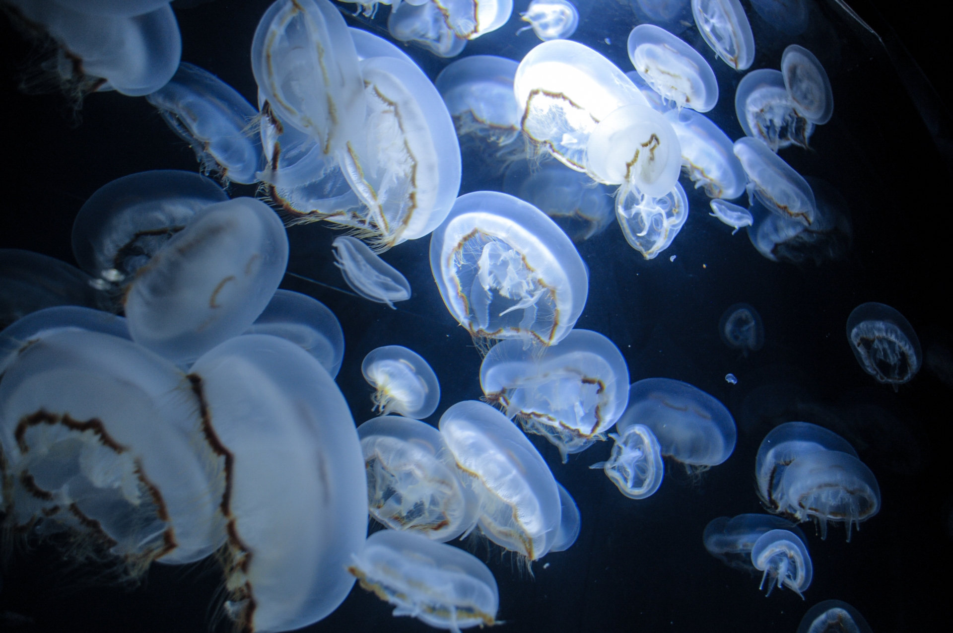 鶴岡市立加茂水族館