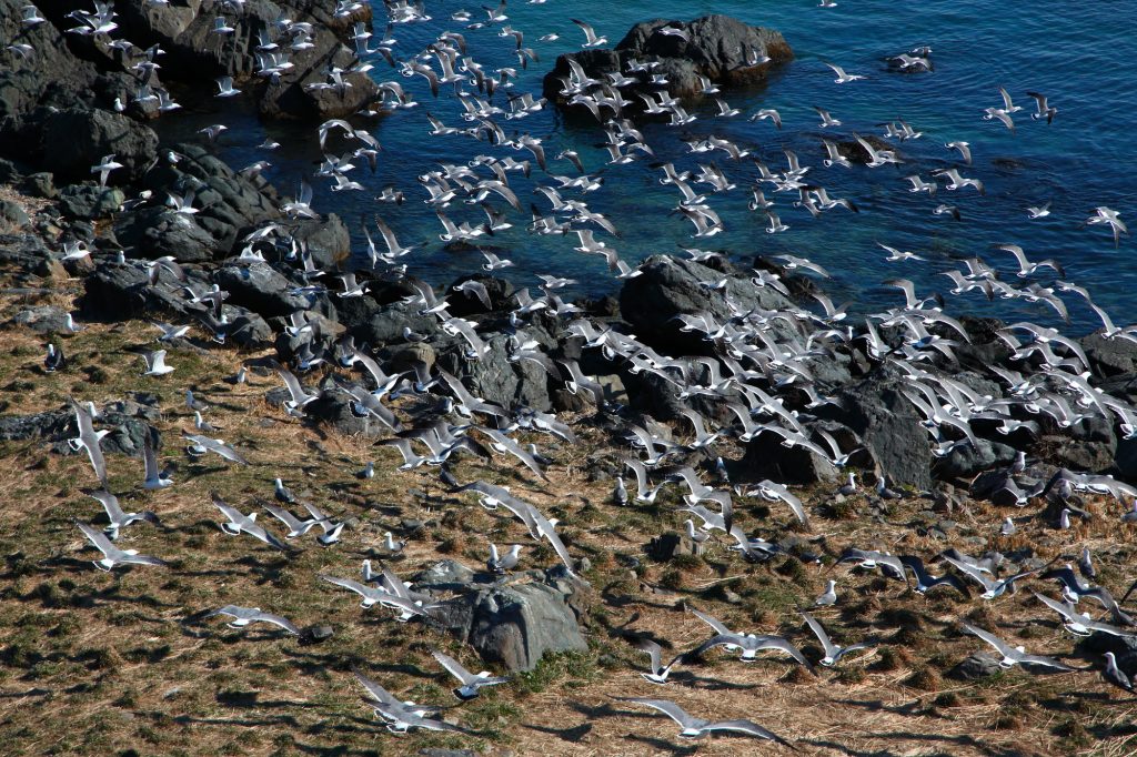 蕪島ウミネコ繁殖地