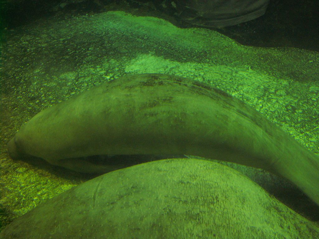 新屋島水族館