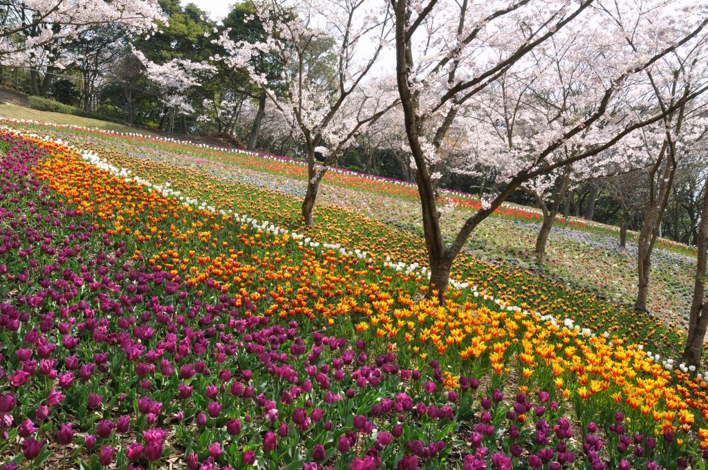 火の山公園