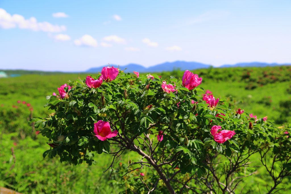 ワッカ原生花園