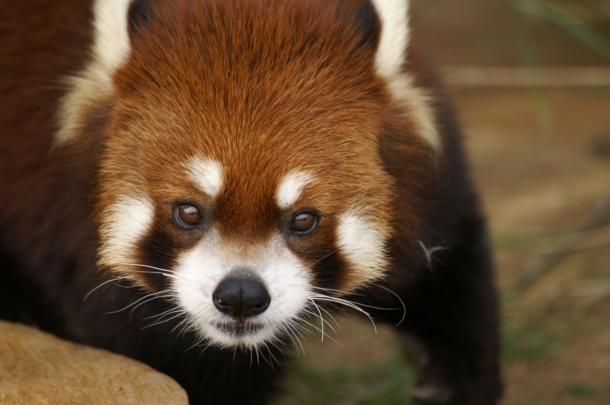 山梨県の穴場スポット 遊亀公園付属動物園の見どころをご紹介 エアトリ トラベルコラム