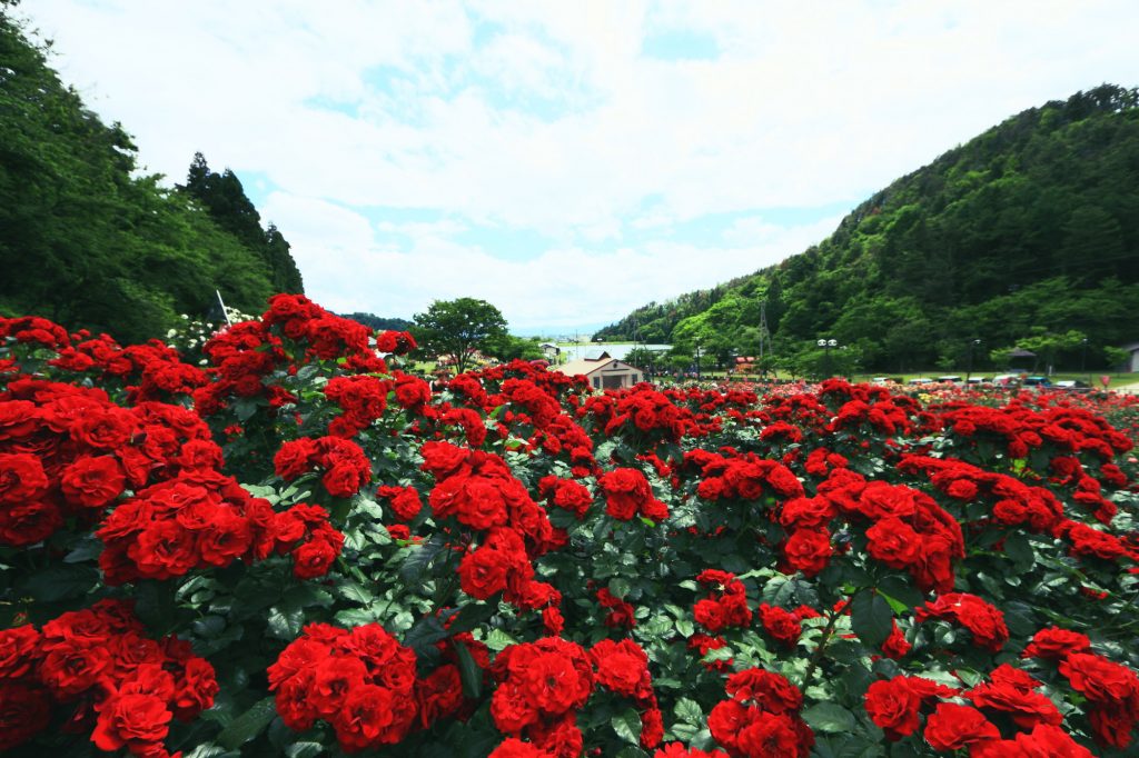 東沢バラ公園