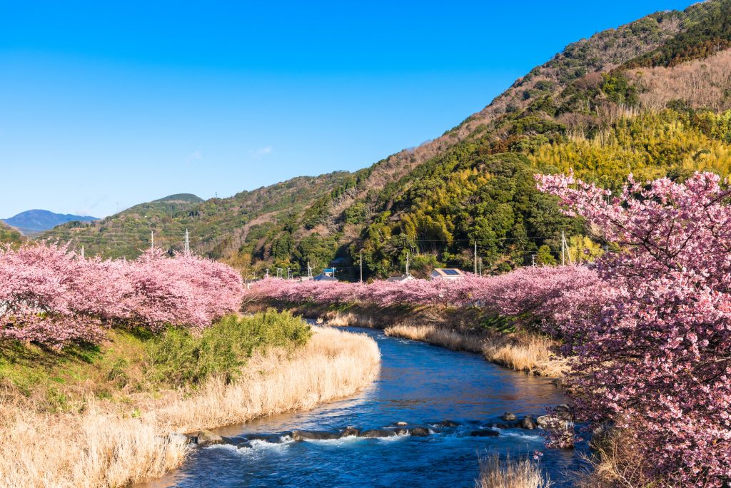 河津桜