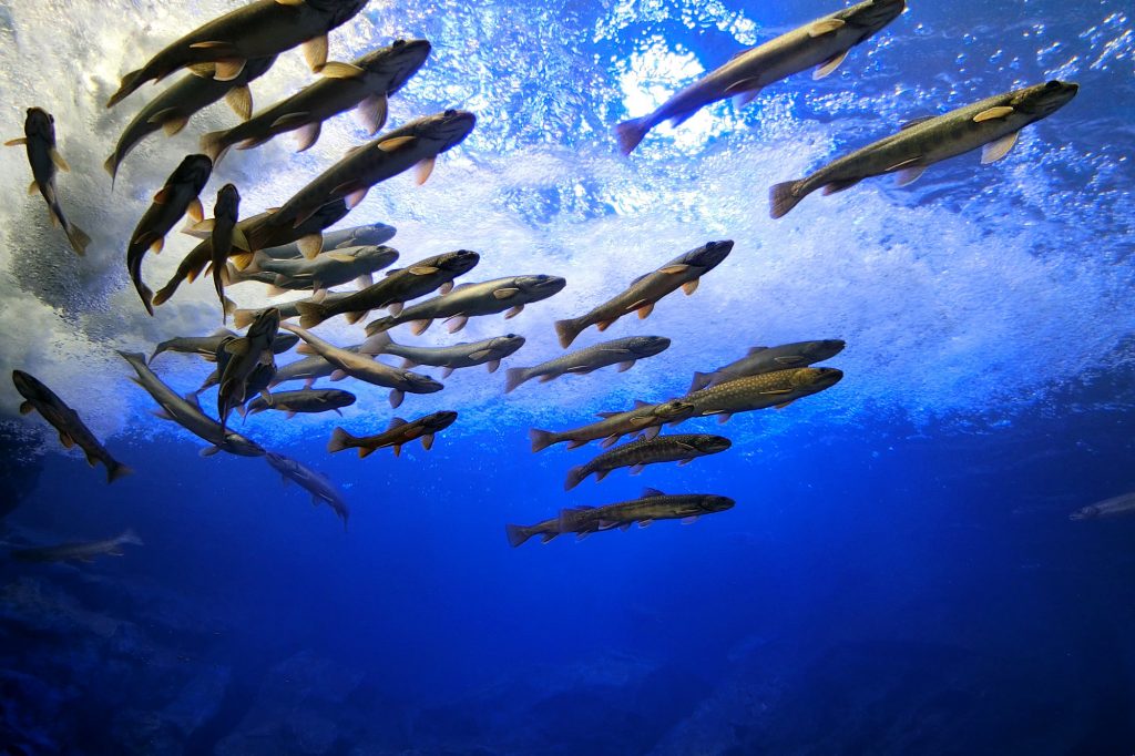 北の大地の水族館 -山の水族館-