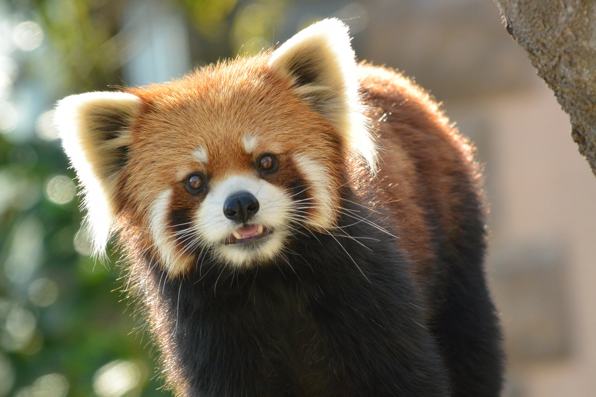 料金は アクセスは 千葉市動物公園の見どころをご紹介 エアトリ トラベルコラム 料金は アクセスは 千葉市動物公園の見どころをご紹介 エアトリ トラベルコラム