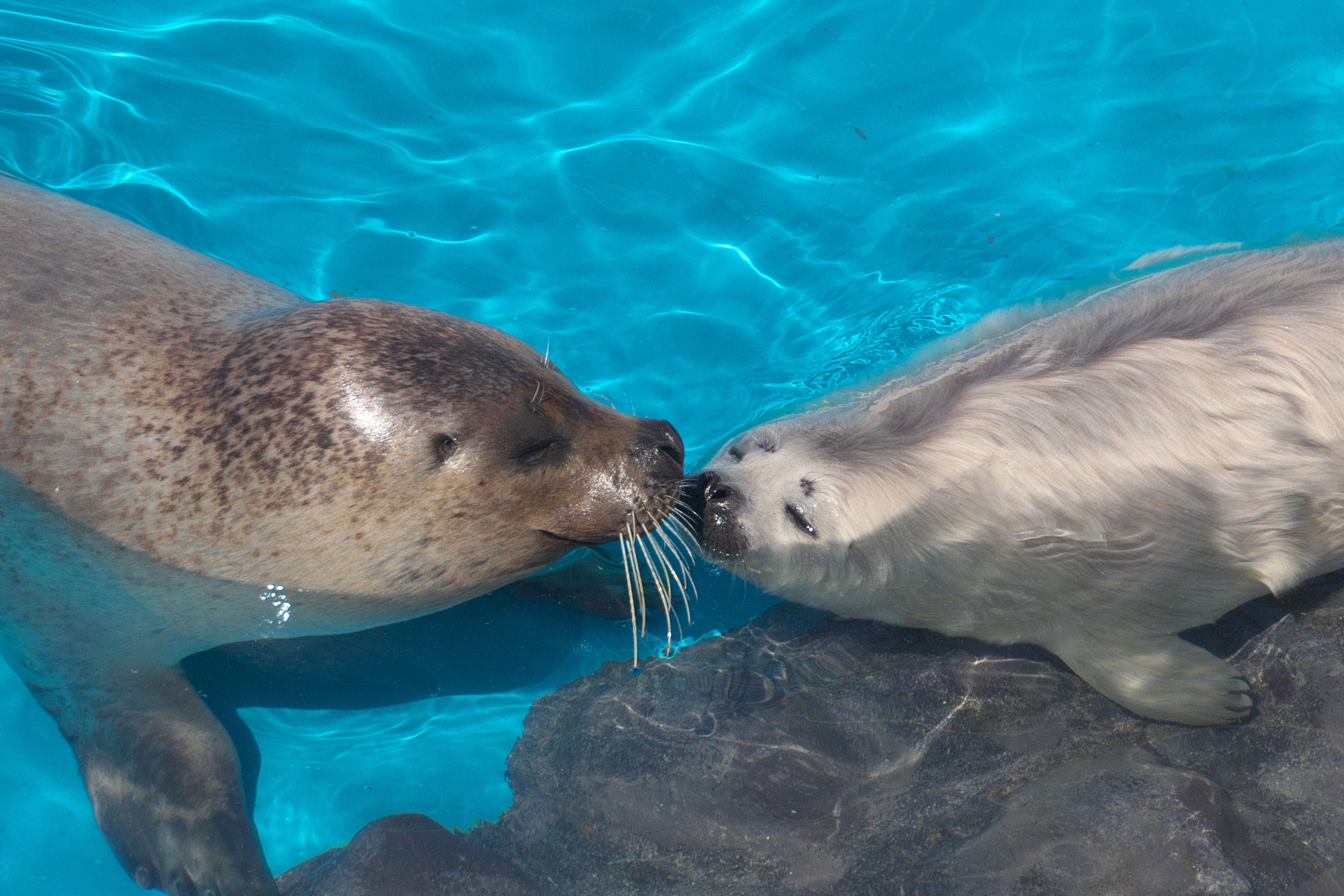 おたる水族館チケット 大人×2、子供×1