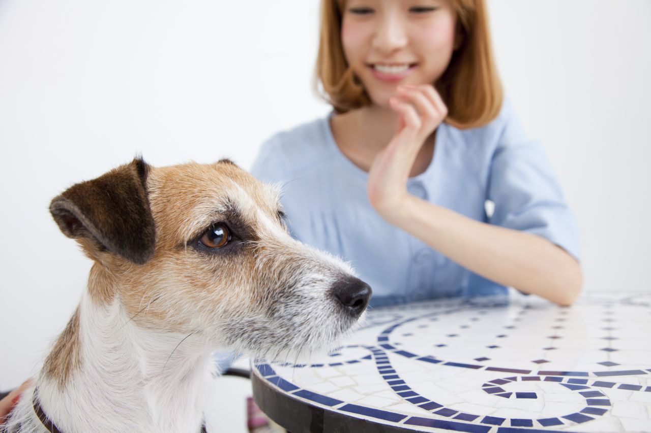 ペットと旅行に行きたい！飛行機は乗れるの？