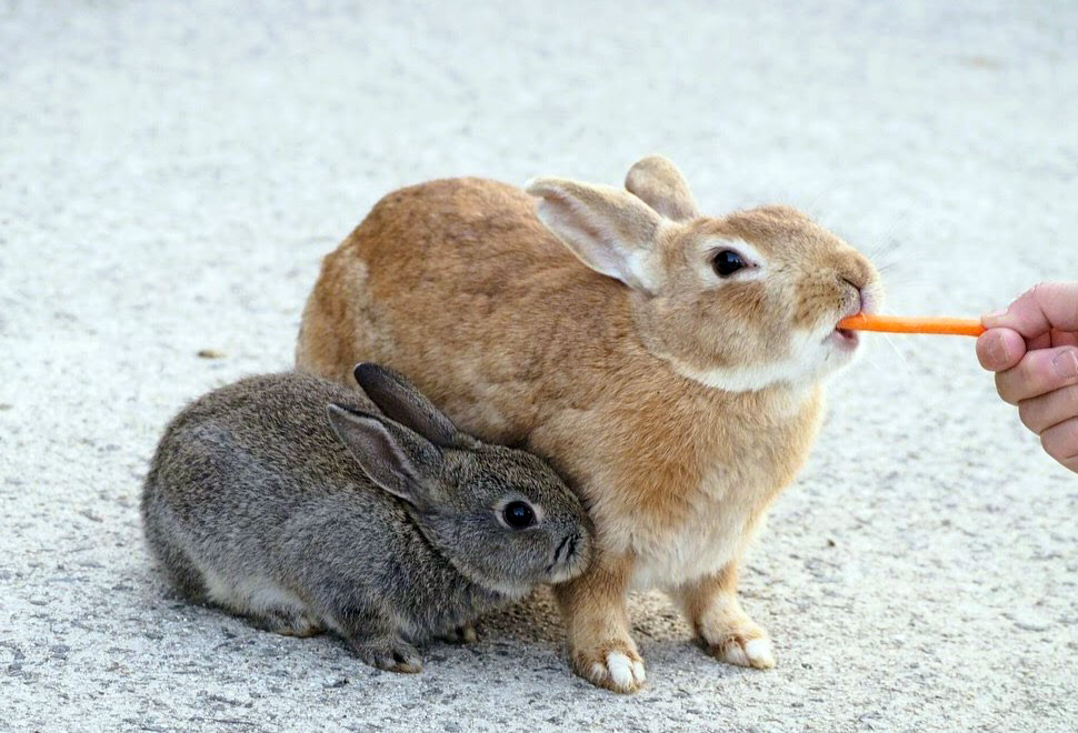 「うさぎの島」大久野島