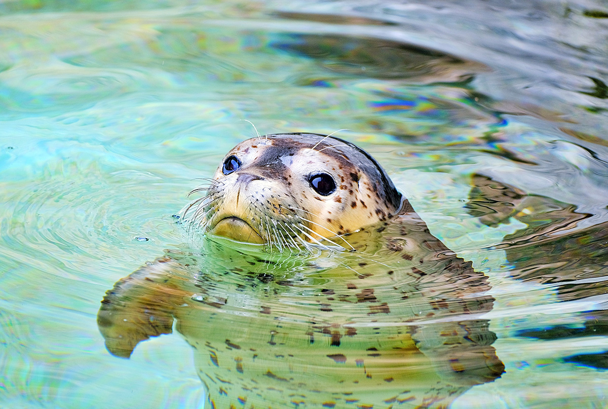 雪の降る旭川駅前の様子