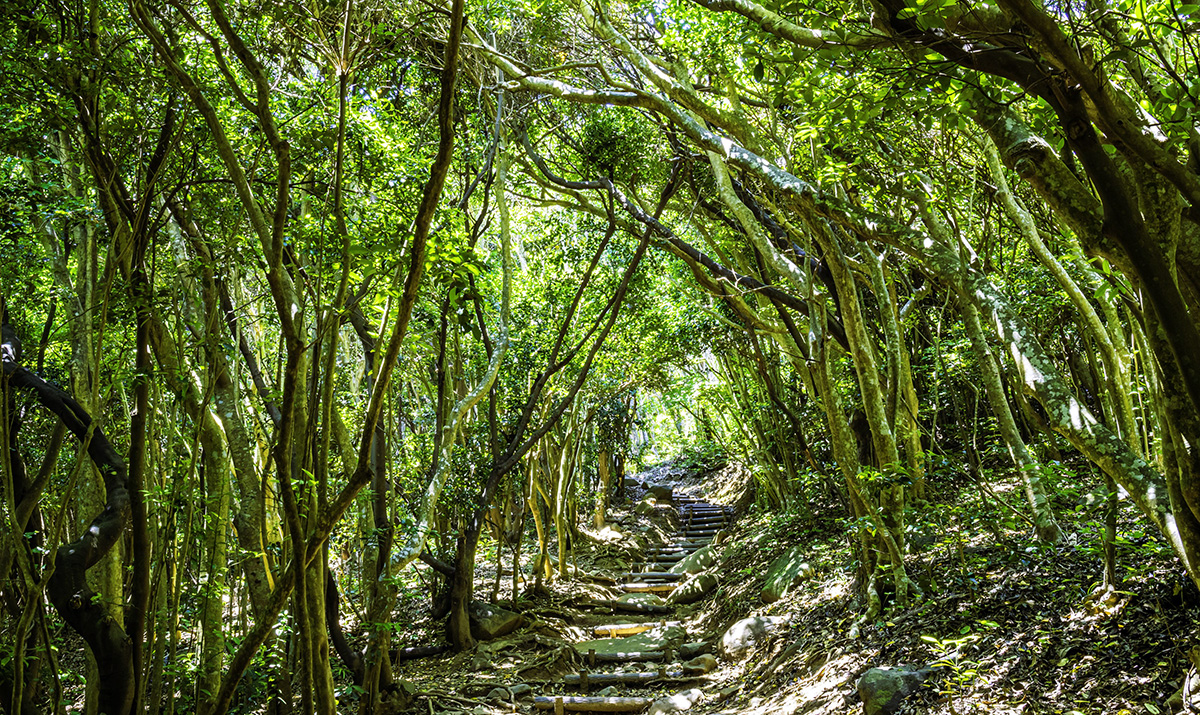 トトロの森（芥屋の大門公園）