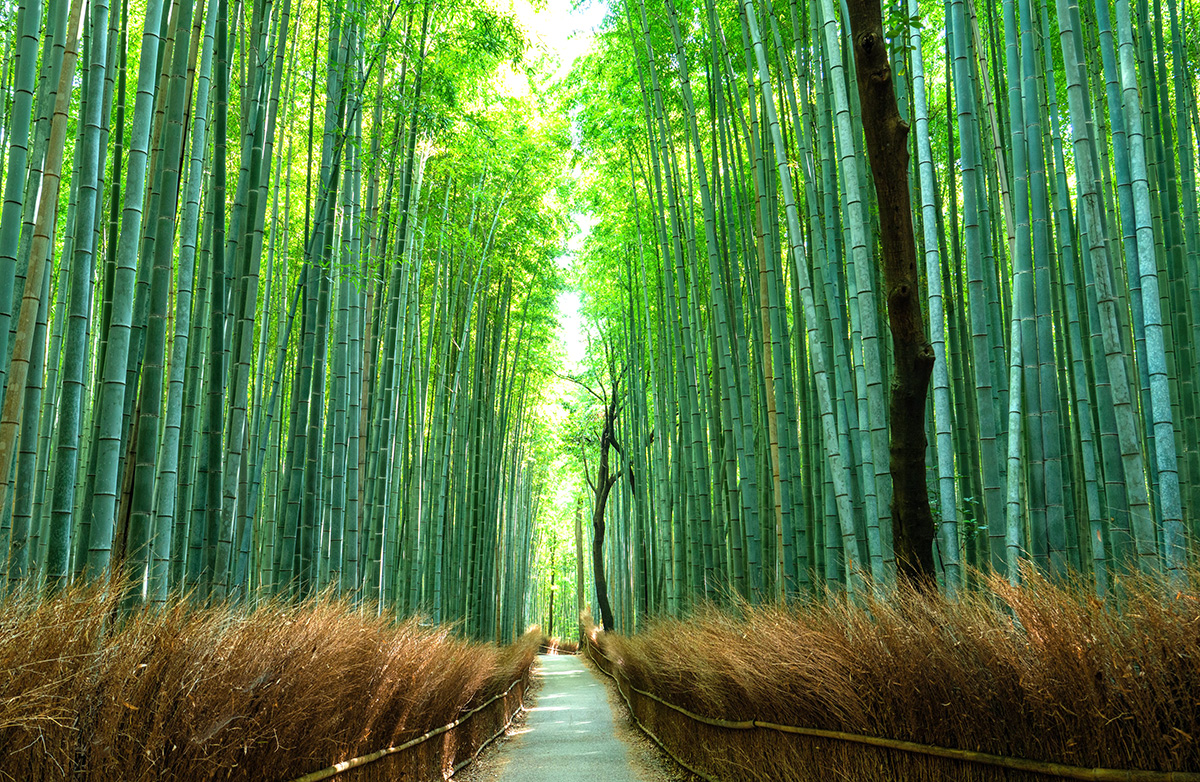 嵐山竹林の小径