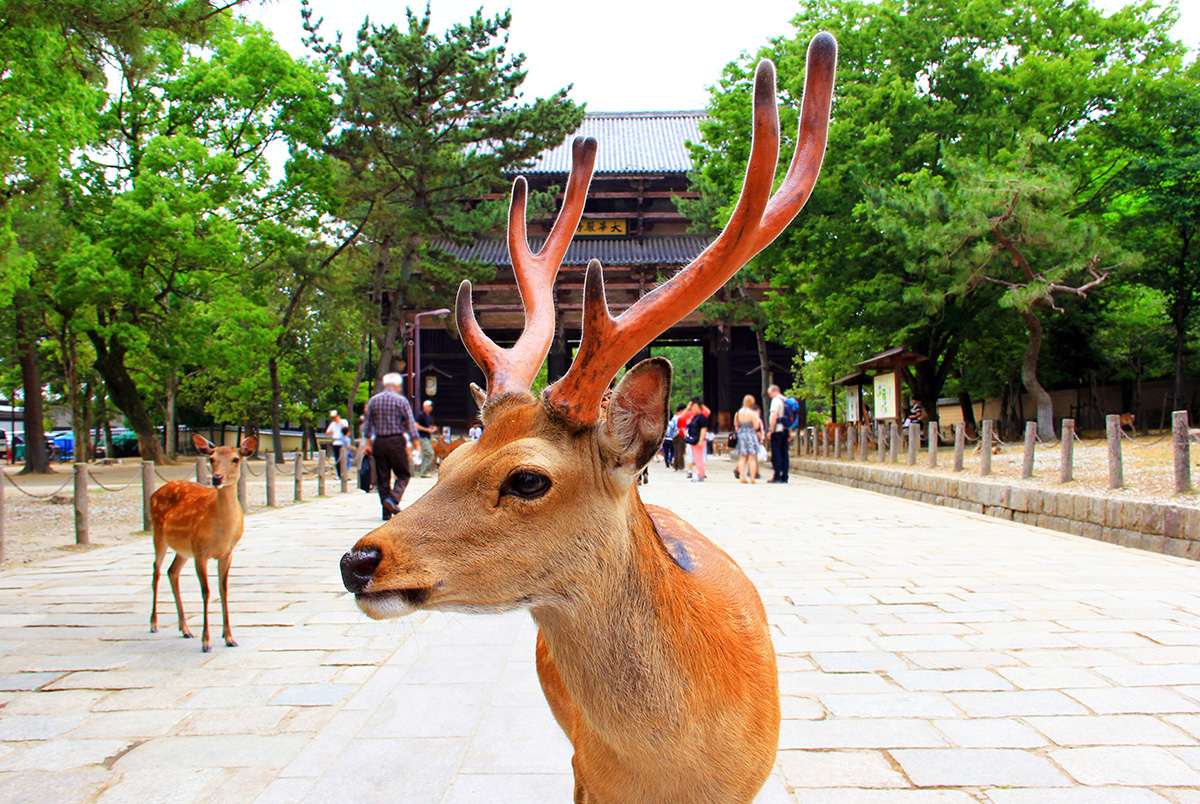 奈良公園 浮見堂とたたずむ鹿