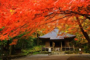 世界遺産 中尊寺の紅葉