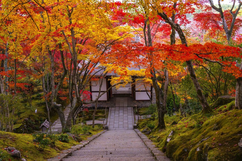 紅葉に染まる常寂光寺の茅葺きの仁王門