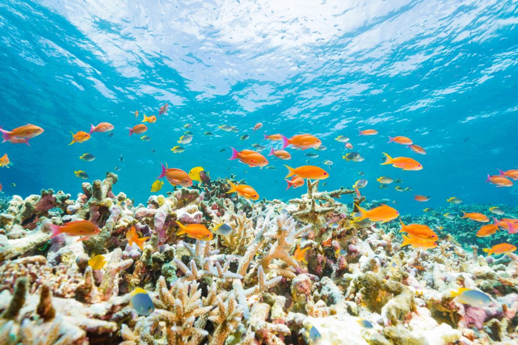 八重干瀬の美しいサンゴ礁と泳ぐ熱帯魚