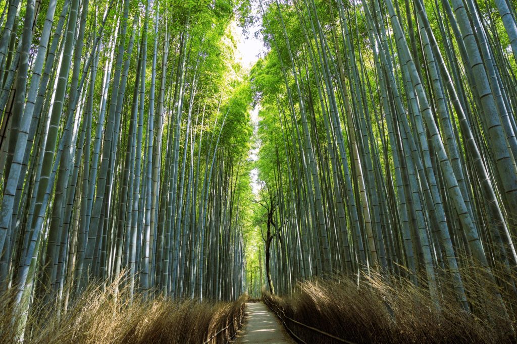 天高く伸びる美しい緑に包まれた嵐山の竹林の小径