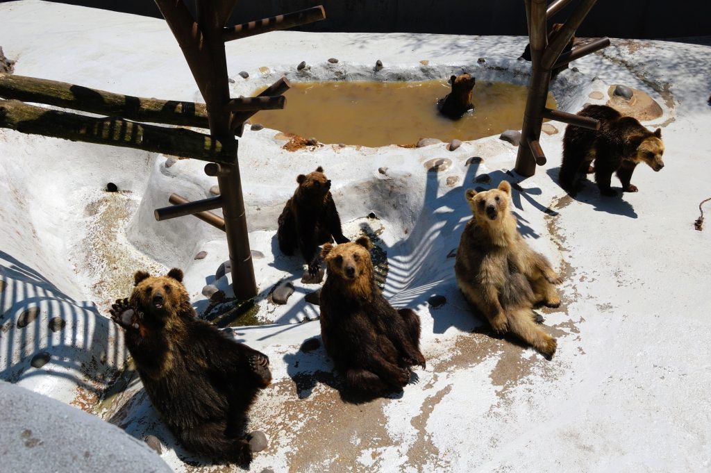 のぼりべつクマ牧場のエゾヒグマたち
