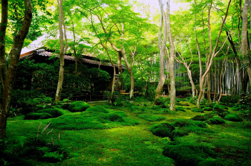 緑に囲まれる祇王寺
