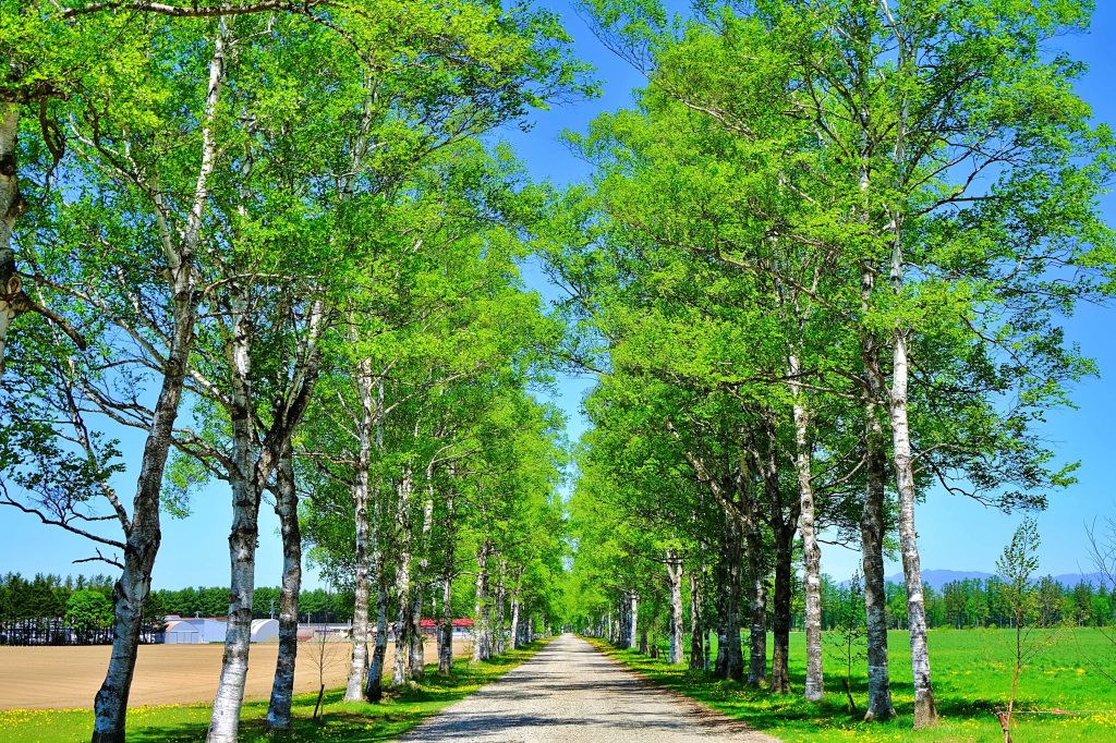 十勝牧場の白樺並木