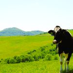 放牧されたカメラ目線の牛