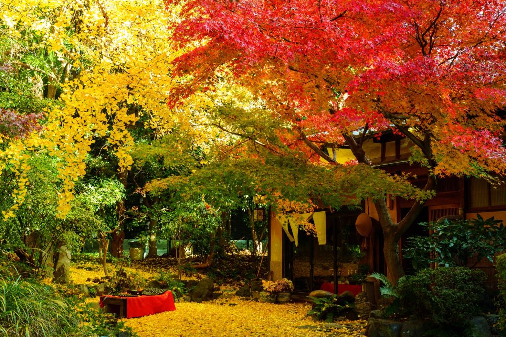 紅葉風景 萬福寺「銀杏庵」