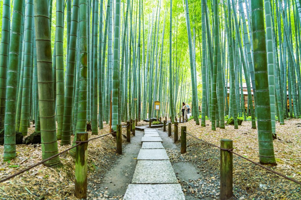 報国寺の竹林