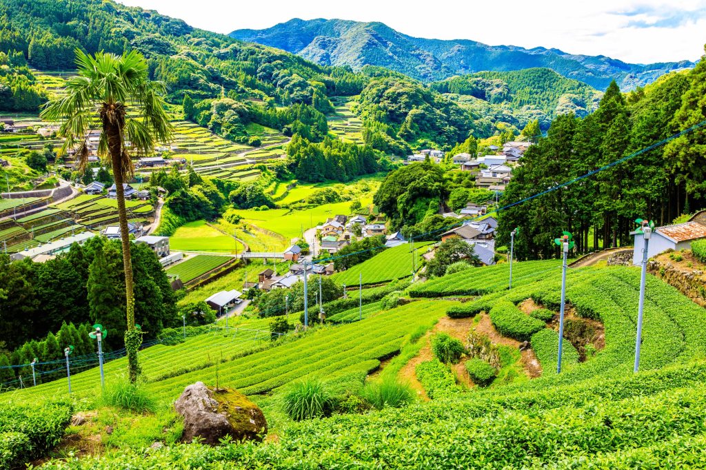 緑溢れる嬉野茶畑