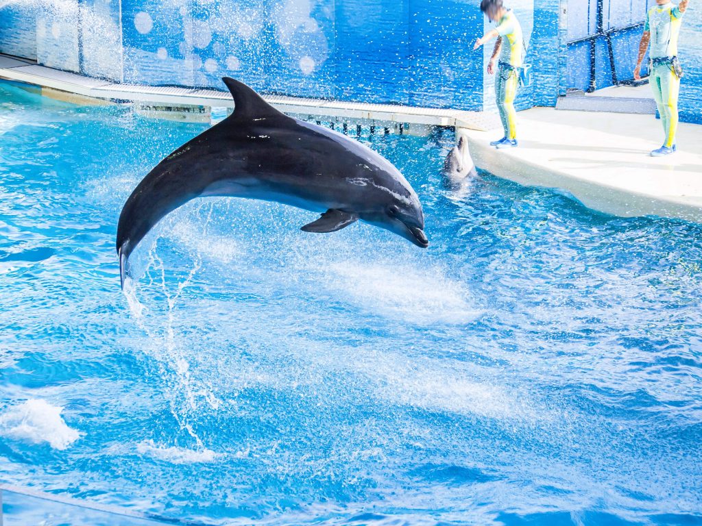 新江ノ島水族館の迫力満点のイルカショー