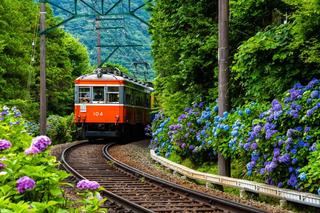 初夏の箱根を走る箱根登山鉄道とあじさい